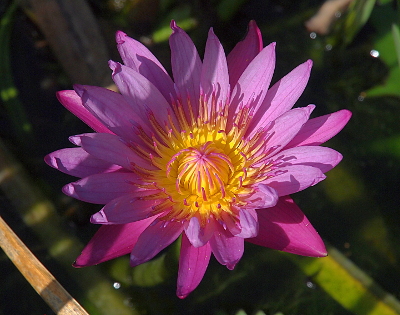 [This flower seeming to float on the water has more than 20 light purple petals which each end in a point. In the center of the flower is a section of thin strands which open from the center and extend back to the petals. The strands which have yet to open form a ball in the center. These strands are bright yellow on the inside and the light purple and yellow on the outside. ]